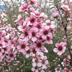 Leptospermum scoparium Rosa, Manuka Rosa